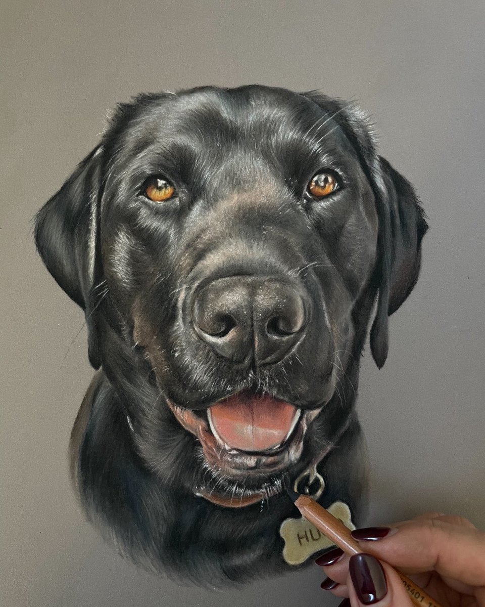 Hi everyone 👋

I can finally share with you Hugo the black Labrador ☺️

#art #petportrait #labrador #artist #pastelpainting
