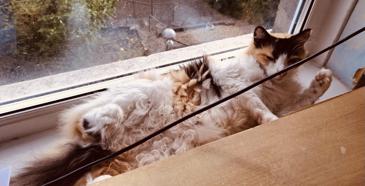 With two reception rooms 3 bedrooms in my abode , of course I squish myself onto the windowsill of the office 😸.   #CatsOfX #calicocats