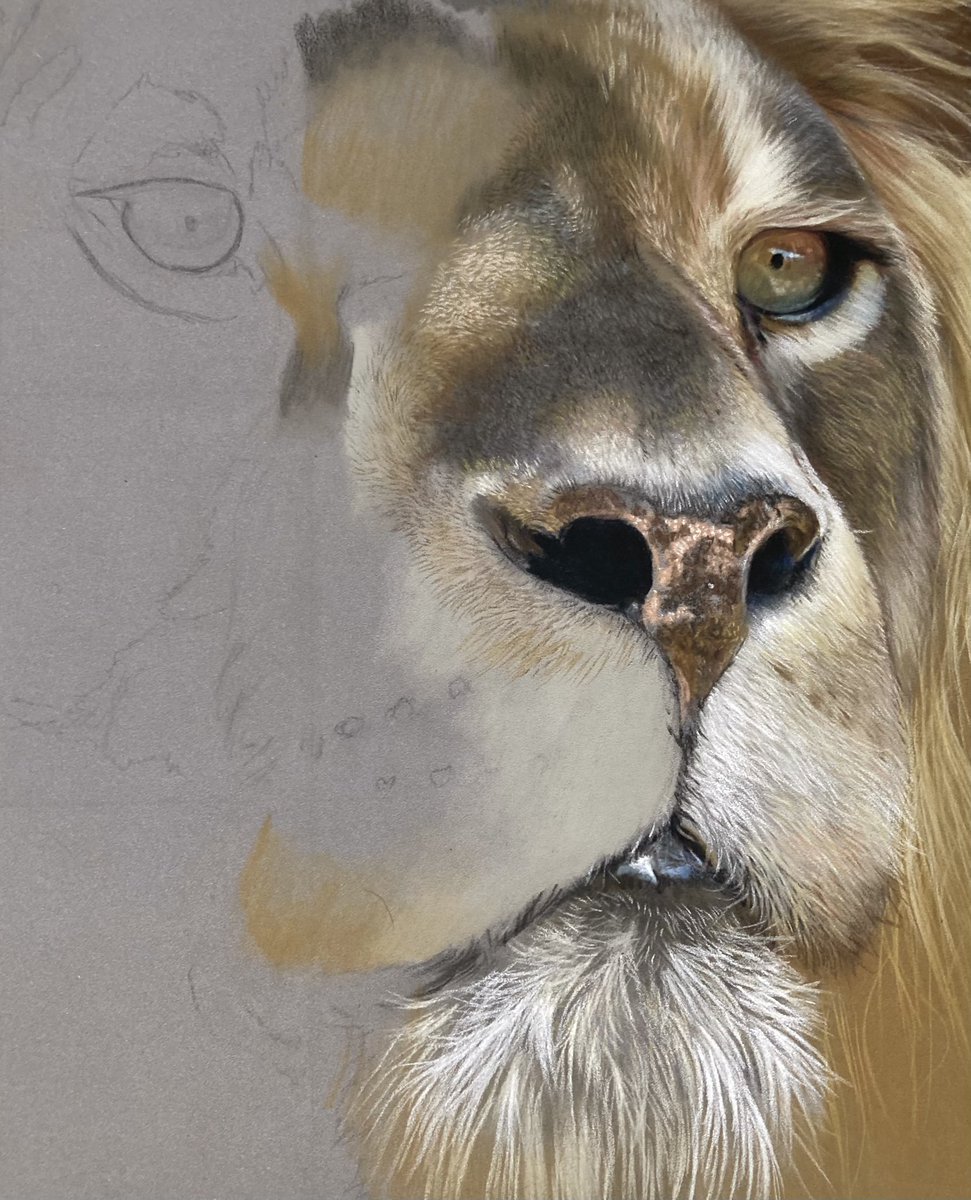 Work in progress, still the early stages but sure you can all guess what it is haha. Hope everyone's well 🦁.
Pastel pencil and soft pastel on pastelmat. #art #lion #pastelart #artwip #drawingart #drawing #pencil