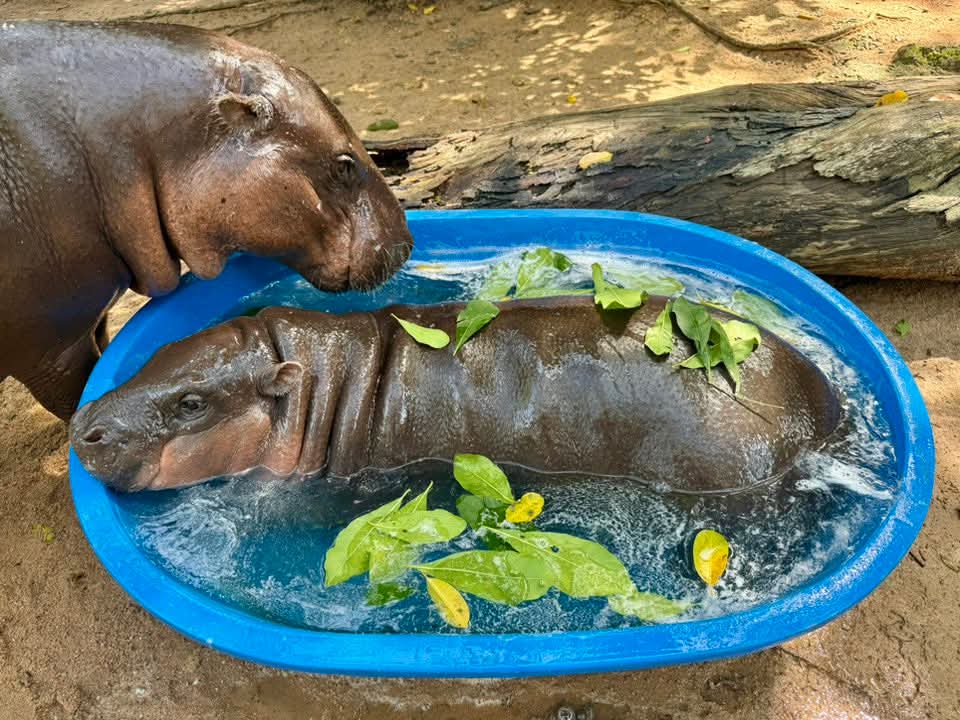เมนูวันนีั เสนอต้มยำหมูเด้ง
#hippo #PygmyHippo #ขาหมูแอนด์เดอะแก๊ง #หมูเด้งจะเด้งกี่โมง #Moodeng #พี่ขาหมู #สวนสัตว์แปลกเขาเขียว