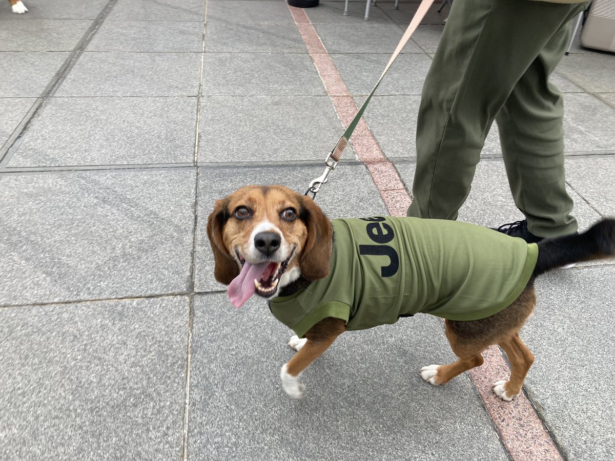maako78's tweet photo. 今日は一緒にお出かけ✨

犬用餃子売ってたから買ってみた🐶🥟
いつもの事ながらあれもこれも買いすぎたけど、欲しかった物も買えたから大満足🙂

ウチの子、表情豊かでほんと面白い😂 https://t.co/XDVASklHNr
