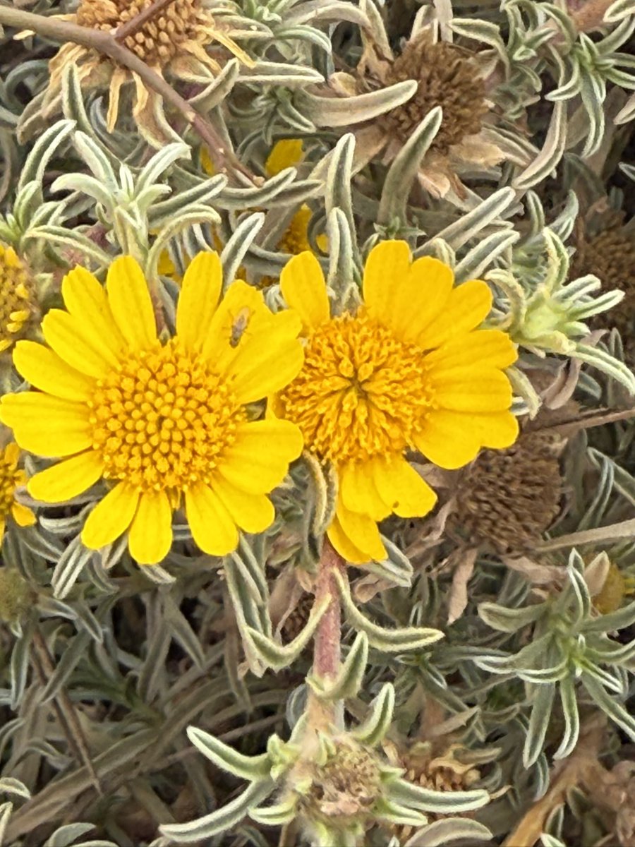 DrRaziqKakar's tweet photo. Mystery in Tan Tan’s region!
Found this spiky yellow bloom (possibly Berkheya fruticosa?) thriving in arid stone. Not sure of its name—any botanists know? A true desert warrior stabilizing soil &amp; feeding bees! 🌼🐝 *#DesertFlora #MoroccoNature #BotanistsHelp https://t.co/rwDRzz0aHK