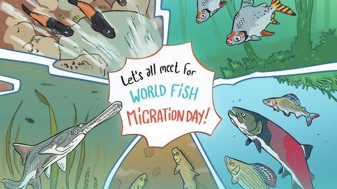 Happy Fish Migration Day! Fish journeys are vital for healthy ecosystems, connecting rivers to oceans and supporting diverse marine and freshwater life. As we celebrate these incredible migrations, let’s work together to protect the habitats and waterways that fish depend on to