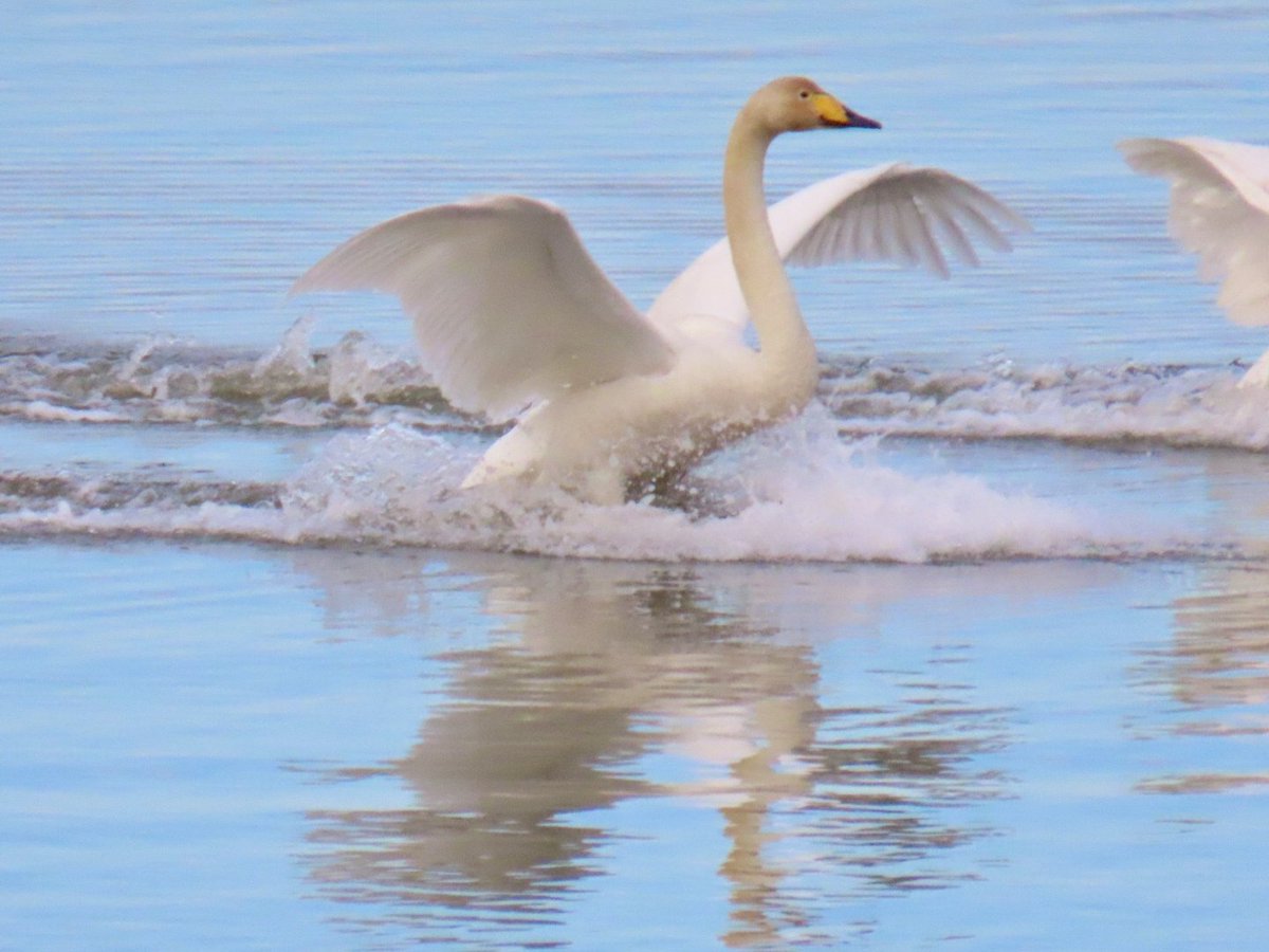 HanneleLaukka's tweet image. #Swanday