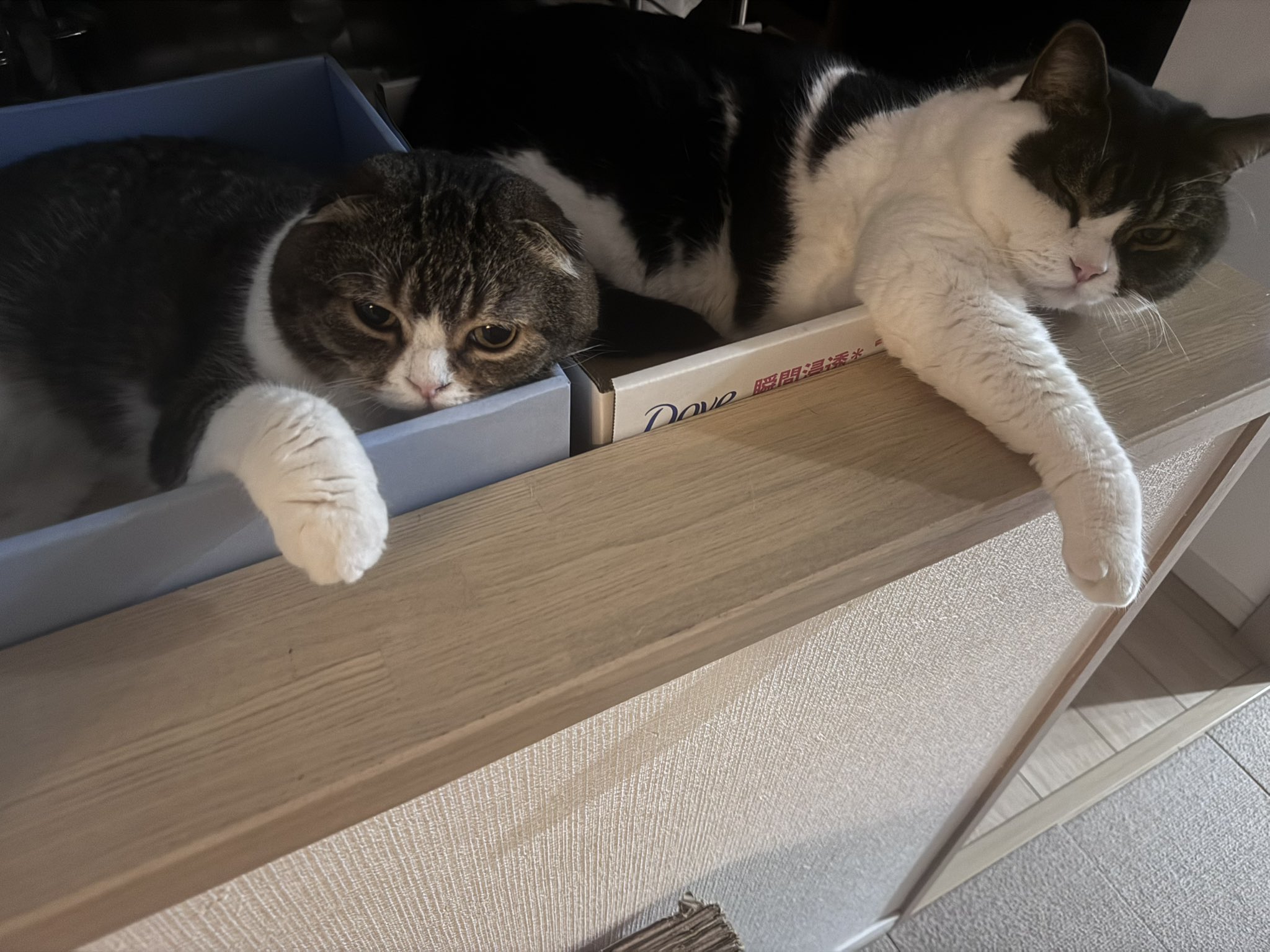 ねこ子 Amazon.co.jp: ALIESTFDNO 猫 ケージ キャットケージ ペット