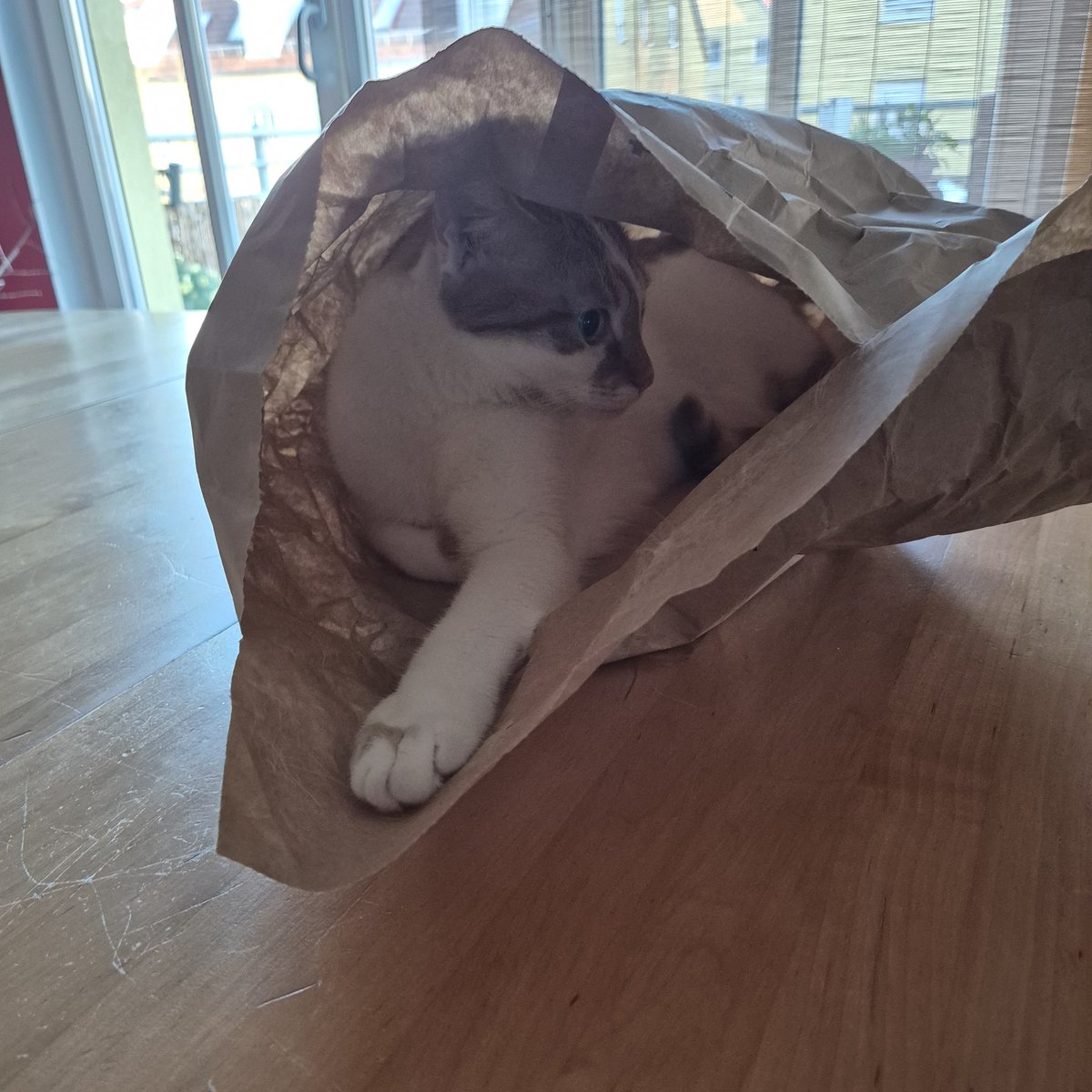 birgitlissowsky's tweet photo. Peek~a~Boo ๐น๐น๐น #catboxsunday or #catbagsunday, that's the question... ๐นโค๏ธ๐ป๐พ๐พ
Oh, wait...? ๐
#CatsOfTwitter #cats #AdoptDontShop ๐๐พ๐พ https://t.co/lKIUNOQjKl