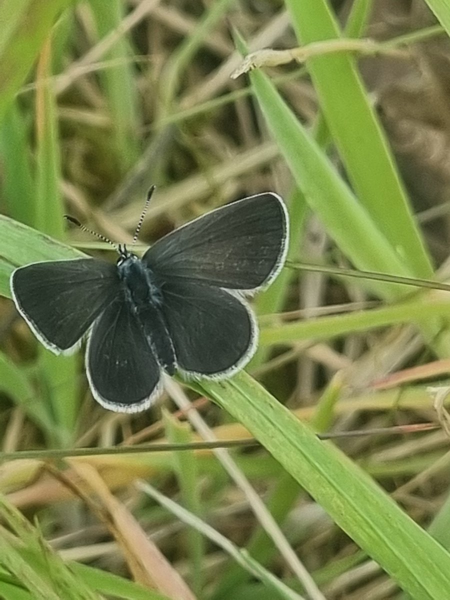 Birding is pretty quiet at the moment, so this Small Blue provided a nice diversion today <a href="/teesbirds1/">teesbirds</a>
