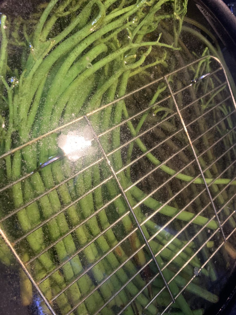 ワラビの下拵え
本日は悪天候予報の為、釣り人は少ないだろうと遅めに⛰️に行くも目的の入渓地には、他県ナンバーの多くの車が多くボウズ💦
魚釣れなかったので、蕨採りに
先に着く葉は食感も好きでないので取ってからアク抜き
蕨は写メ左の紫の方が太くて味も良い。
因みに、ウチのアク抜きは重曹です