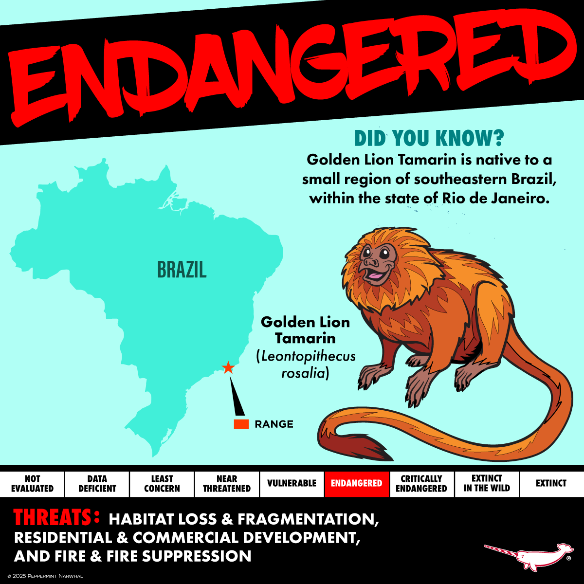 #Endangered #GoldenLionTamarin

Endangered 7 #Kickstarter 
Pledge Now!
kickstarter.com/projects/peppe…