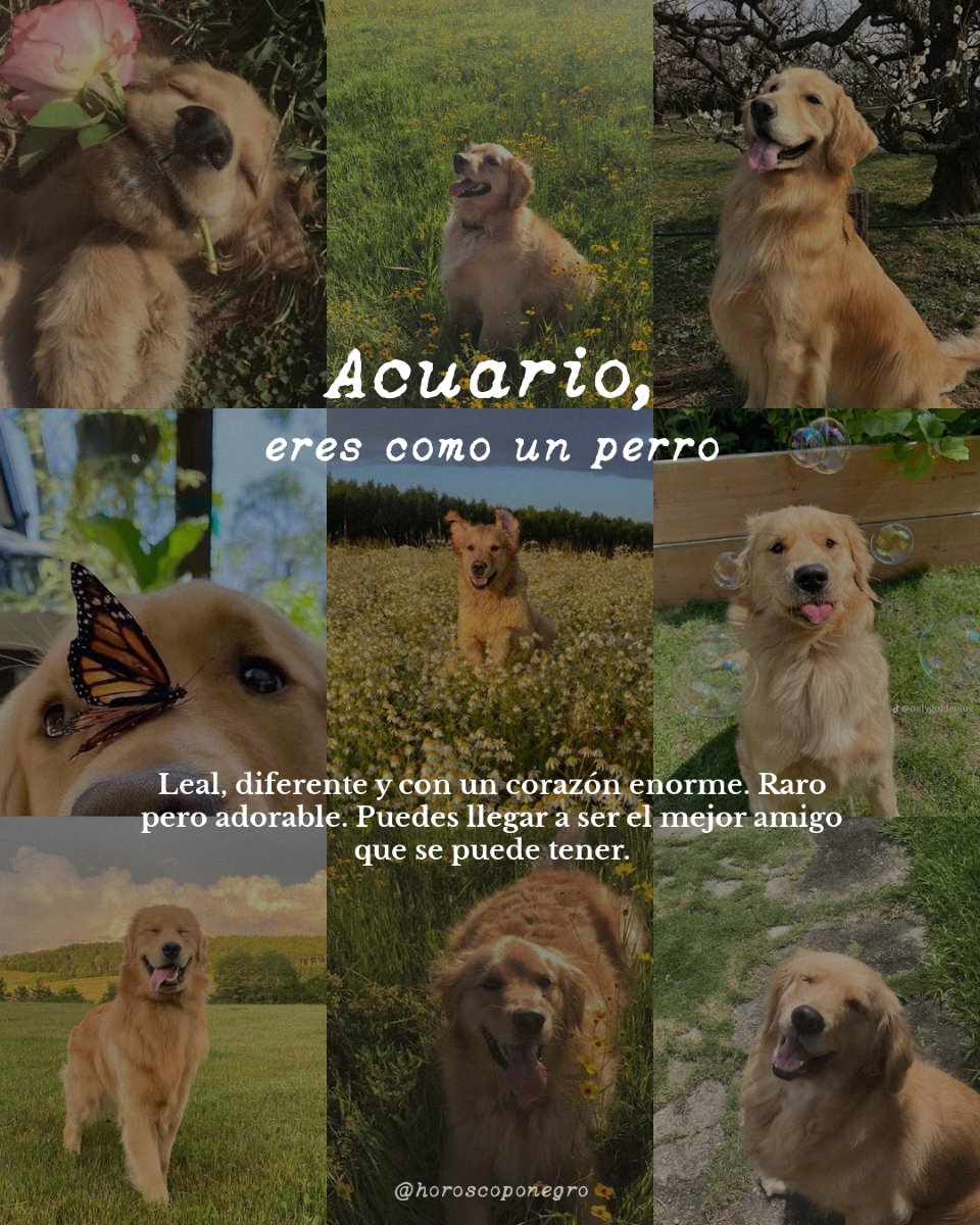 acuario_hn's tweet image. Este es el animal que más te representa, Acuario ♒️