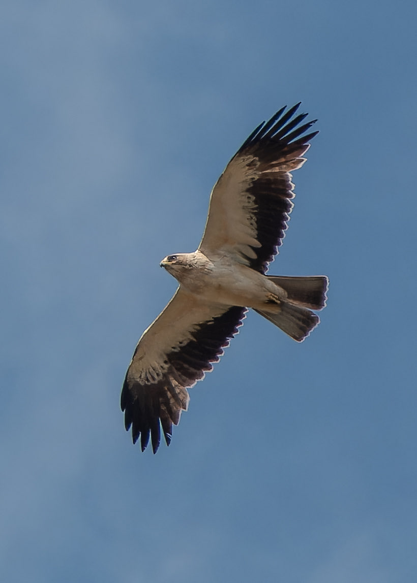 Here, there and everywhere but the Booted Eagle eventually gave itself up big time at Kelling near the garden centre. Managed to catch up with it again at Bayfield but more distant. Time for a beer!