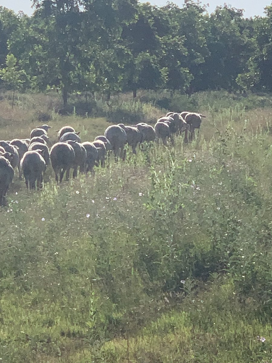 Fernando dela Fuente (@fdelafuentev) on Twitter photo 