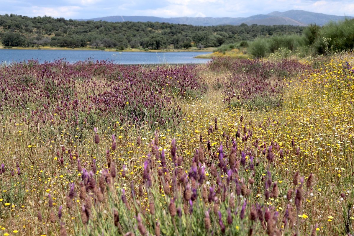 Aetheria Travels (@aetheriatravels) on Twitter photo #ImagenYPalabra De colores, aromática y fresca, así es la bellísima primavera de #SierraDeGata, la espectacular comarca del norte de #Cáceres
🟣 aetheriatravels.com/imagen-y-palab…
<a href="/a_fala/">Nacho Trevejo S Gata</a> <a href="/extremadura_tur/">Extremadura Turismo</a> <a href="/Turismo_DipCC/">Turismo Provincia Cáceres</a> <a href="/birdextremadura/">BIRDING IN EXTREMADURA</a> #Extremadura #ImagenYPalabra De colores, aromática y fresca, así es la bellísima primavera de #SierraDeGata, la espectacular comarca del norte de #Cáceres
🟣 aetheriatravels.com/imagen-y-palab…
<a href="/a_fala/">Nacho Trevejo S Gata</a> <a href="/extremadura_tur/">Extremadura Turismo</a> <a href="/Turismo_DipCC/">Turismo Provincia Cáceres</a> <a href="/birdextremadura/">BIRDING IN EXTREMADURA</a> #Extremadura