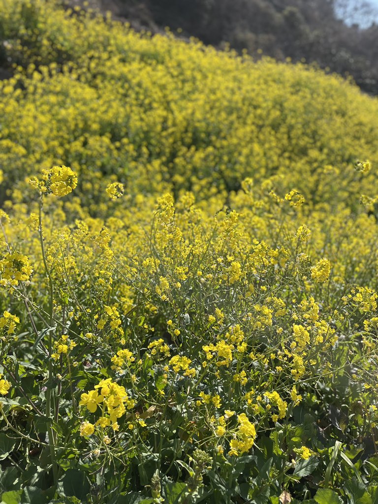 〜SRX菜の花を添えて〜

 #YAMAHA #srx400 #バイク女子