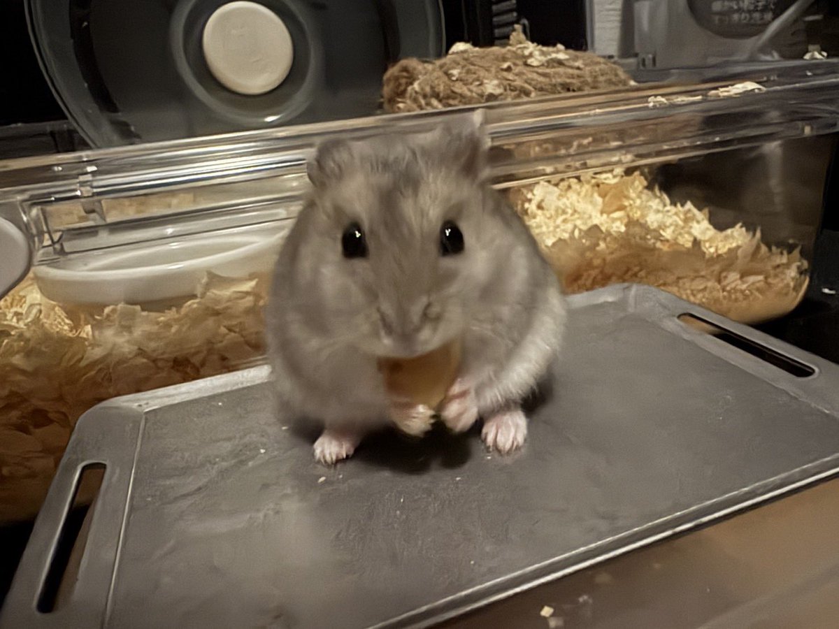 おやつ(バナナ)を食べる🐹