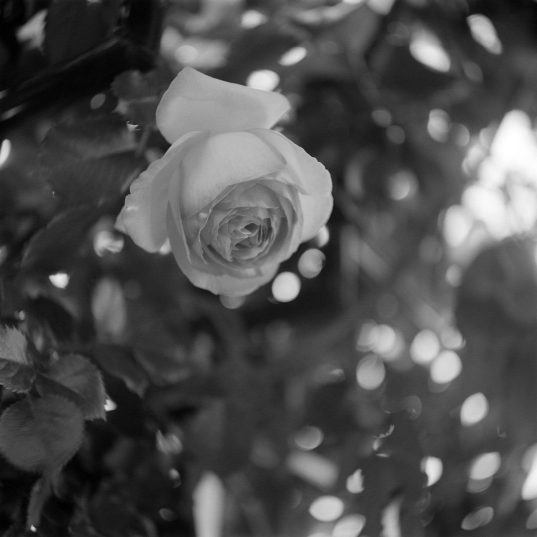 kei_arika's tweet photo. Days.
神代植物公園 2025.04

RolleicordⅠ / Triotar 7.5cm F4.5 / DELTA100

#rolleicord #rolleicord1 #rollei #carlzeiss #triotar #ilford #delta100 #filmphotography https://t.co/aPE50as8T4