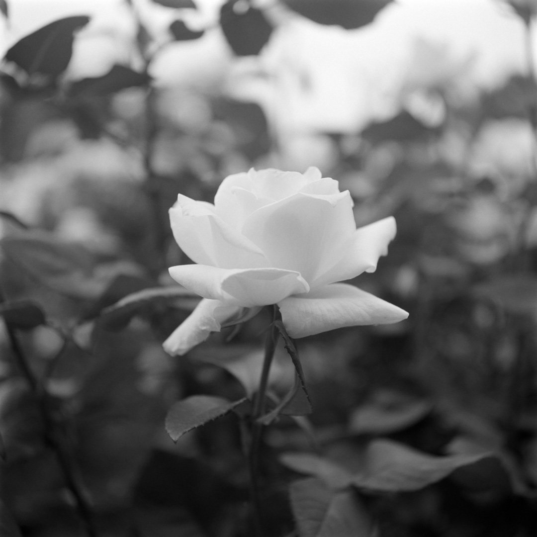 kei_arika's tweet photo. Days.
神代植物公園 2025.04

RolleicordⅠ / Triotar 7.5cm F4.5 / DELTA100

#rolleicord #rolleicord1 #rollei #carlzeiss #triotar #ilford #delta100 #filmphotography https://t.co/suClrsqcx5