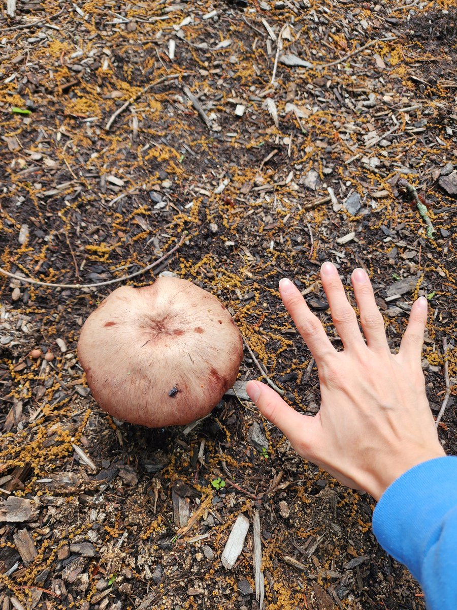 마크에서 보던 버섯 발견!!