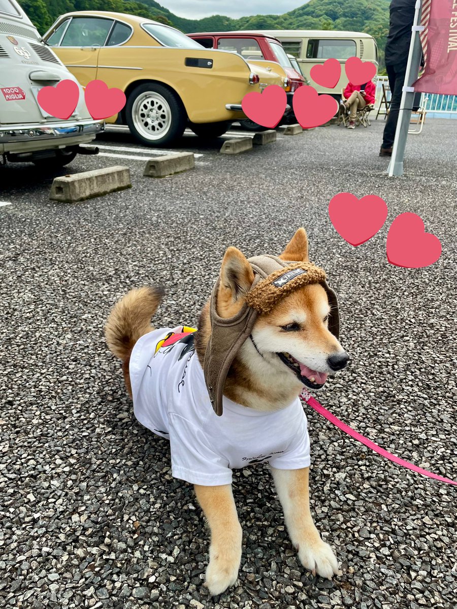 mi__yachan's tweet photo. @hidakagawa_town 愛犬を連れて来ておられる方も🐶❤️
カッコよくて可愛いワンちゃんがおられたので、撮影させてもらったのみゃ♬
カメラを構えたら、立ち上がってポーズしてくれたのみゃ!
しかもニッコリしてくれてる⁉︎😊
#日高川町 #classicrun #クラシックカー #クラシック #犬 https://t.co/BghgZDfRqb