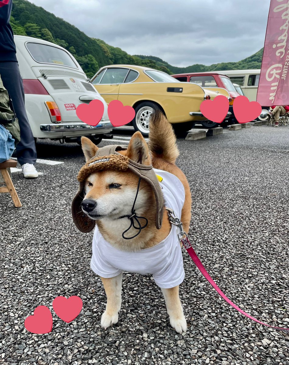 mi__yachan's tweet photo. @hidakagawa_town 愛犬を連れて来ておられる方も🐶❤️
カッコよくて可愛いワンちゃんがおられたので、撮影させてもらったのみゃ♬
カメラを構えたら、立ち上がってポーズしてくれたのみゃ!
しかもニッコリしてくれてる⁉︎😊
#日高川町 #classicrun #クラシックカー #クラシック #犬 https://t.co/BghgZDfRqb