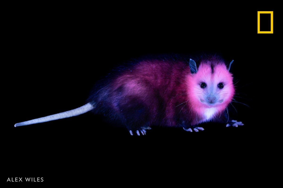 NatGeo's tweet photo. Think glowing animals are just sci-fi fantasy? Think again. From pink squirrels to green sharks, UV light reveals a secret world of color that most humans never see. But why do some creatures glow—and what purpose does it serve? Dive into the science of photoluminescence:  https://t.co/zSZwr4ooUy
