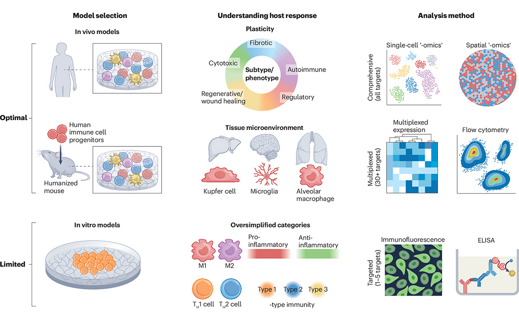 Nature Portfolio (@natureportfolio) on Twitter photo Immune responses are complex, often defying classifications. A Comment article in <a href="/natrevbioeng/">Nature Reviews Bioengineering</a> argues that researchers should rely on comprehensive single-cell data to guide analysis and should remain open to unexpected immunological complexity. go.nature.com/4kuN4ib 🔒 Immune responses are complex, often defying classifications. A Comment article in <a href="/natrevbioeng/">Nature Reviews Bioengineering</a> argues that researchers should rely on comprehensive single-cell data to guide analysis and should remain open to unexpected immunological complexity. go.nature.com/4kuN4ib 🔒