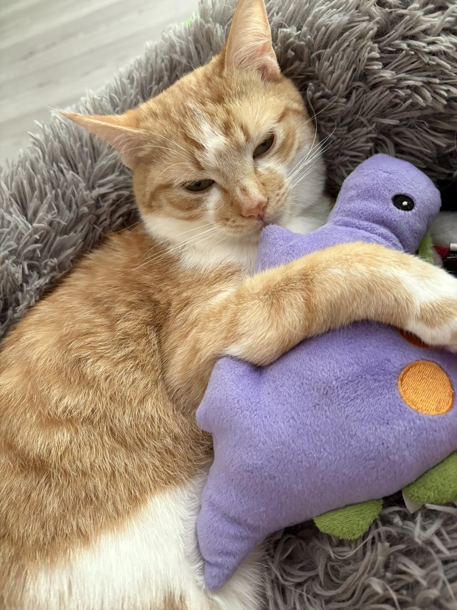 Petite sieste en prévision avec doudou dino 🐈🦕