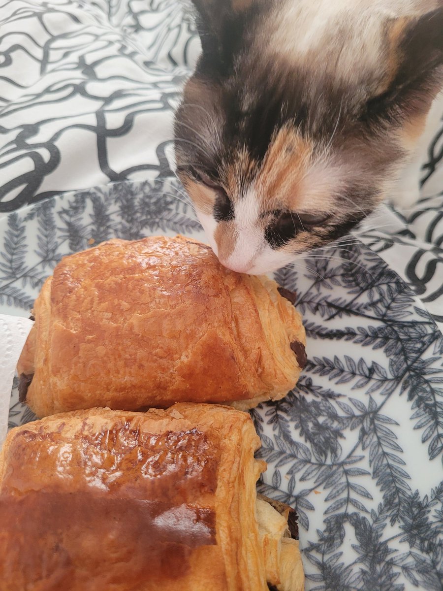 MmeBoouh's tweet image. Ça va le chat, tranquille ? 
#chocolatine