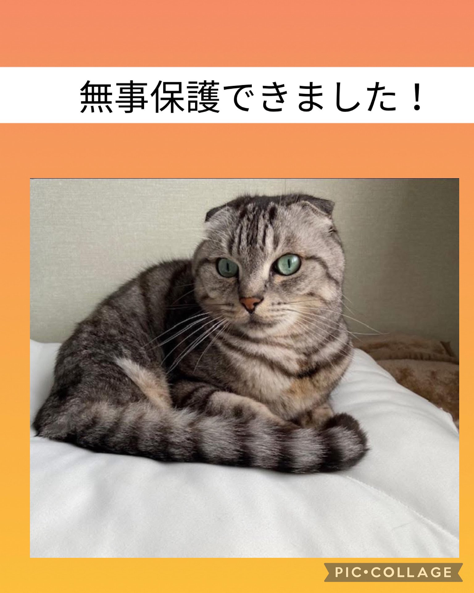 一般社団法人動物レスキューチームうーにゃん (@teamu_nyan) / X