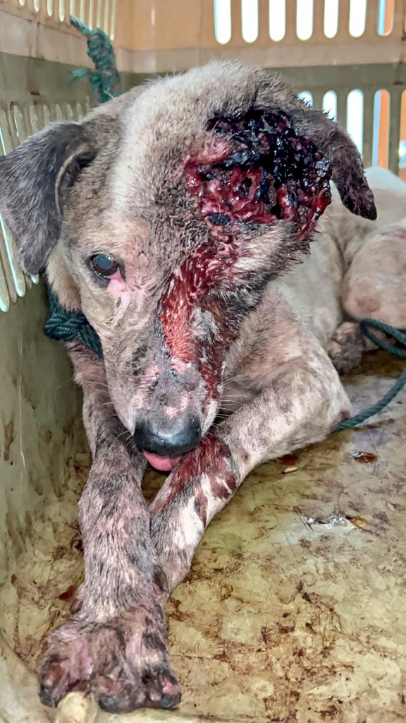 OFFICIAL FUNDRAISING FOR TEDDY, A STRAY DOG WITH MAGGOTS 😭

I feed him and his group almost every day at my house area. There are many of them. Roaming on the roadside with no caretaker obviously. I have planned to get each and everyone neuter, but working alone on it is tough.