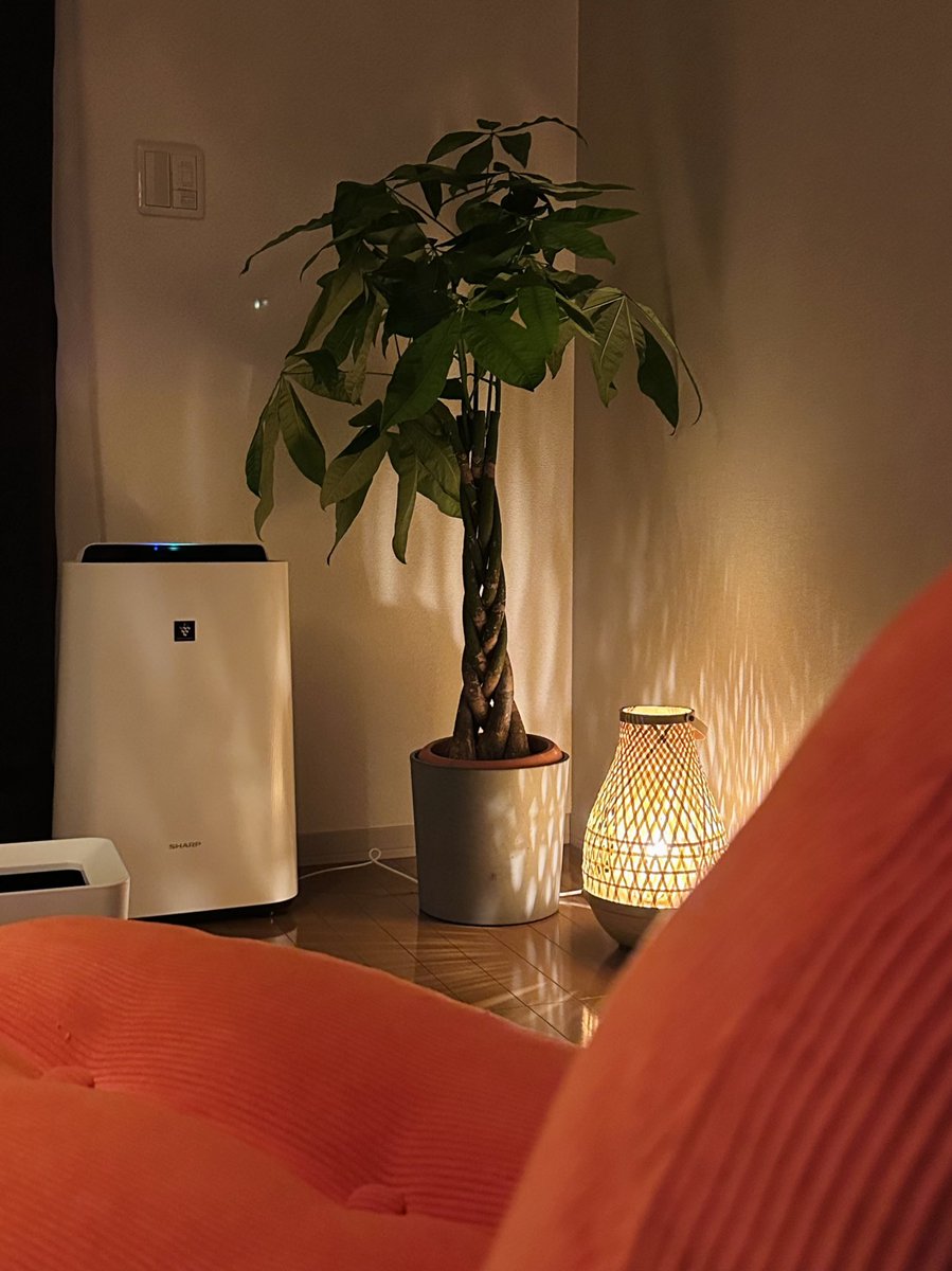 新居のパキちゃん🌿