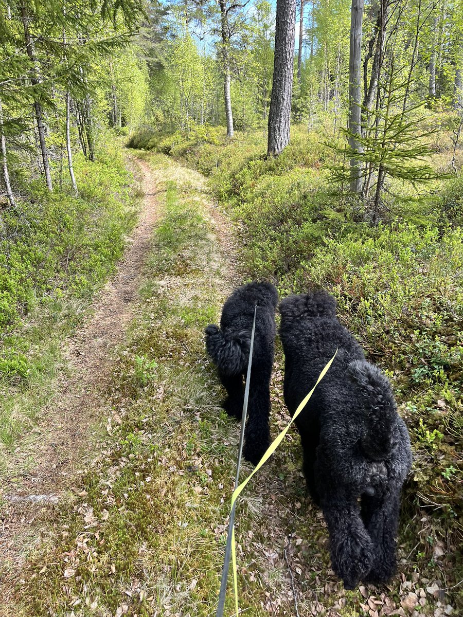 Långpromenad idag 
#standarpoodlesofinstagram