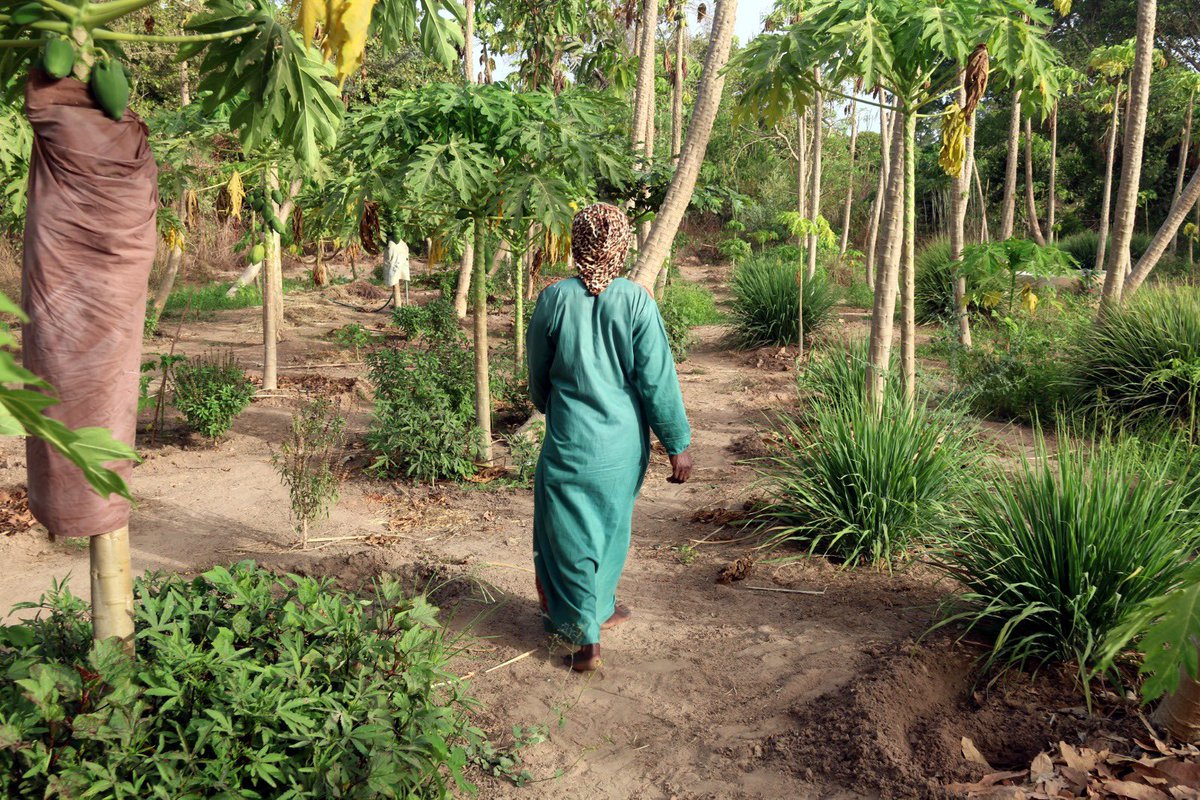 AmySabaly's tweet photo. Sóc tot allò que el sistema intenta silenciar i invisibilitzar: africana, dona, negra, monomarental i rural. 

No vinc a demanar lloc, vinc a ocupar-lo amb orgull, força i memòria🧑🏿🌍
#DescolonialitzantMirades 

Feliç Dia d’Àfrica https://t.co/zWSijzhznr