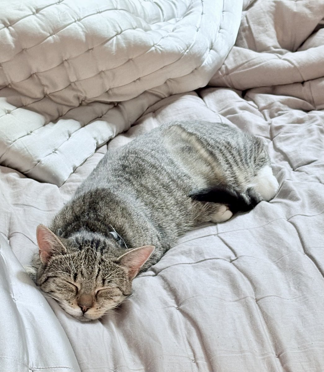 This is a kitten who has had an excellent morning’s mousing