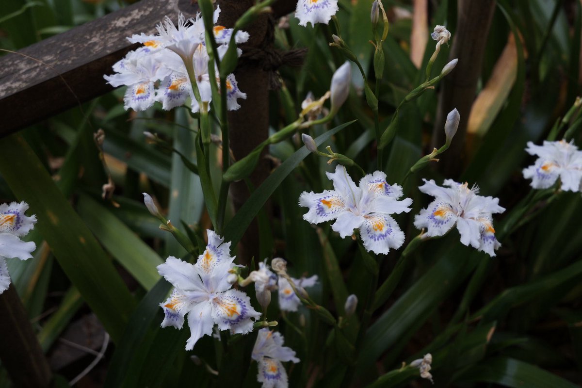 first post. not sure what these flowers are. just found them pretty. #photography