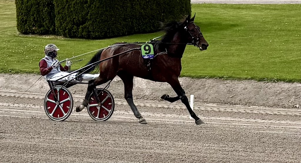 BjornSimonsson's tweet photo. Ginostarbliggi (e. Muscle Hill - Gilly Lb) https://t.co/oHGTkIknMS
