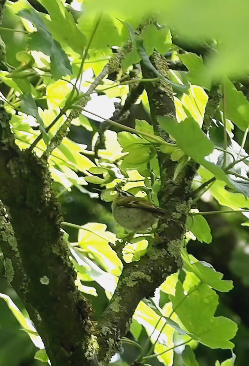 Dipped purple heron for a 6th time in Waterford today 😂😂 When will I ever see one?

Firecrest in Portlaoise on the way home was some consolation
