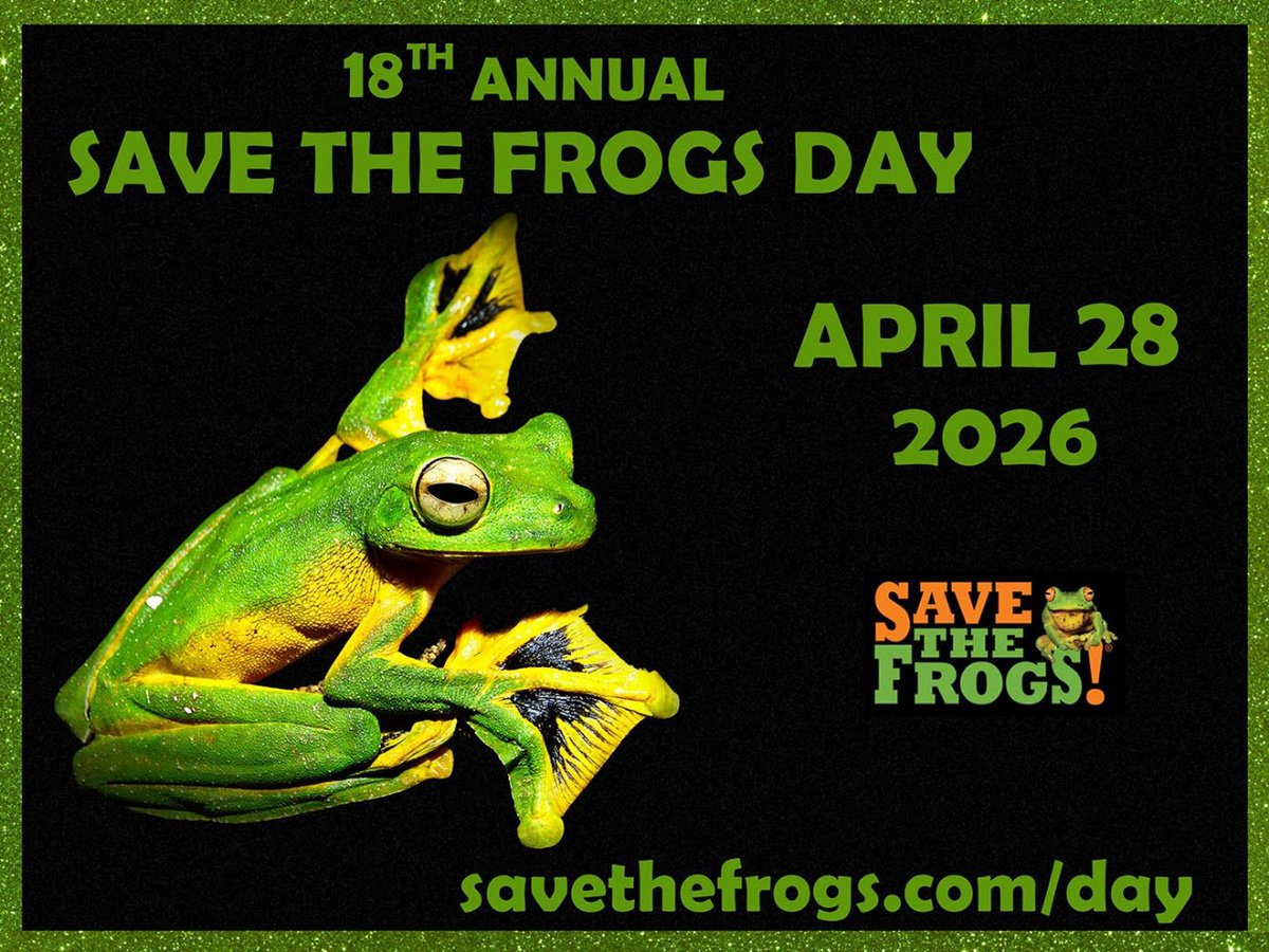 Naturehubcollective (@fredkio57975244) on Twitter photo 🐸 Exciting news! Our Save The Frogs Day 2026 event protecting Kenya's Critically Endangered Taita Hills Warty Frog is now featured on <a href="/savethefrogs/">SAVE THE FROGS!</a>!
Join us April 28th in Wundanyi for community conservation action. Only 4.3km² habitat left!
#SaveTheFrogs #Kenya 🐸 Exciting news! Our Save The Frogs Day 2026 event protecting Kenya's Critically Endangered Taita Hills Warty Frog is now featured on <a href="/savethefrogs/">SAVE THE FROGS!</a>!
Join us April 28th in Wundanyi for community conservation action. Only 4.3km² habitat left!
#SaveTheFrogs #Kenya