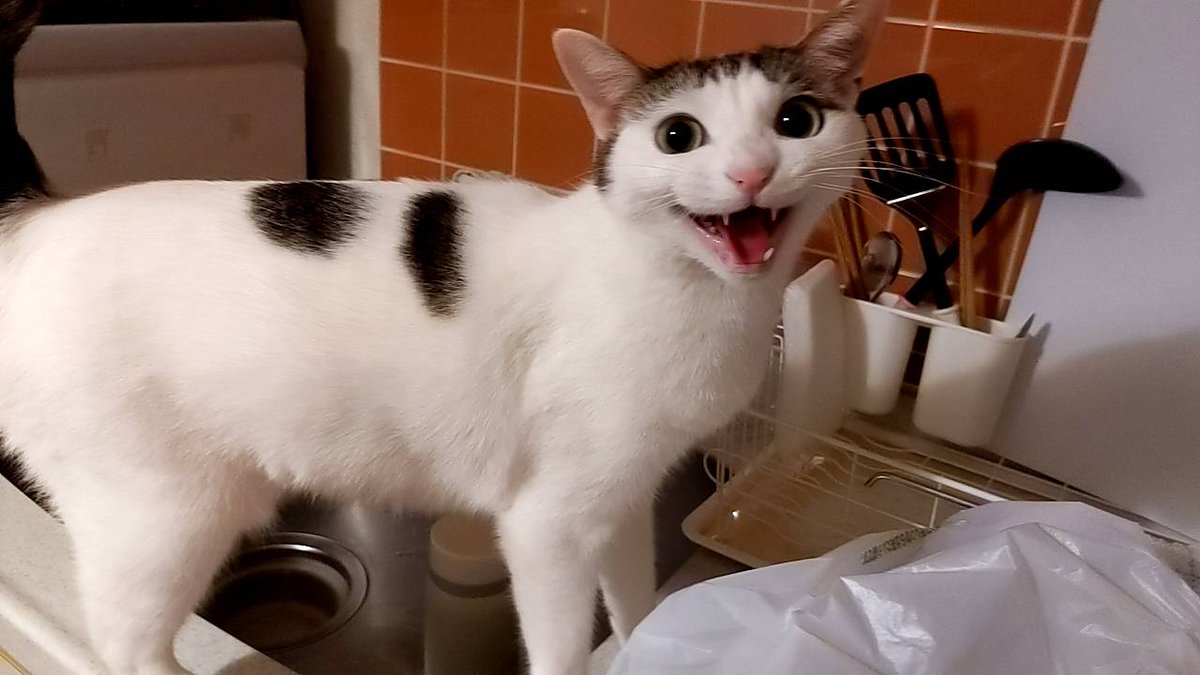 menma0819's tweet photo. 超絶ご無沙汰しておりました。

我が家のおしゃれパッツンガールを紹介します。

めいこです。

2023年10月6日に動物病院より迎え入れました。

またちまちま上げていきますので仲良くしてください。 https://t.co/egJurZHG0m