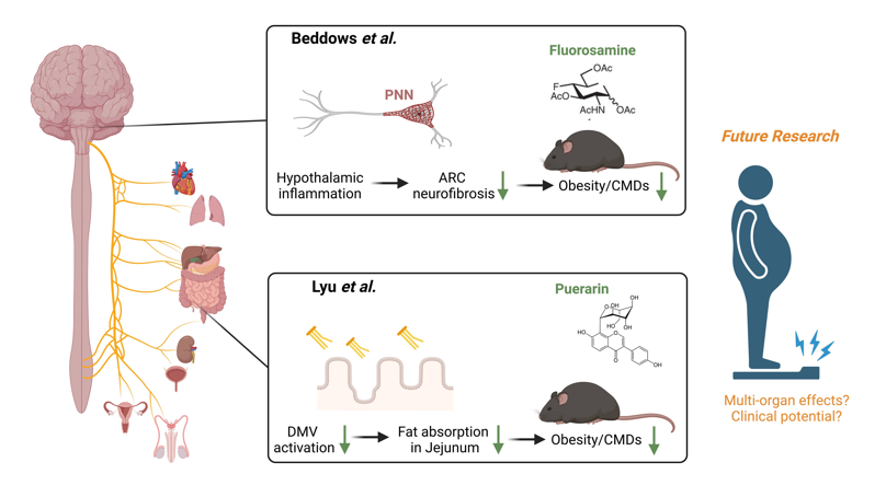 SPOTTED BY THE SCIENTISTS OF TOMORROW: harnessing the power of the #brain to fight cardiometabolic diseases

Giuseppe Lembo &amp; Emiel van der Vorst explore the complexity of brain-CMD interactions &amp; steps toward therapeutics
academic.oup.com/cardiovascres/…

#obesity #CardiovascularResearch