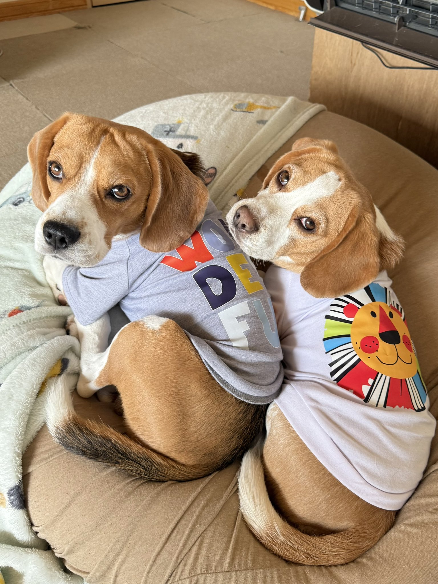 もんじろう様用 もんじろう(紋次郎)だモン‼️ (@momomo_monjiro) / X