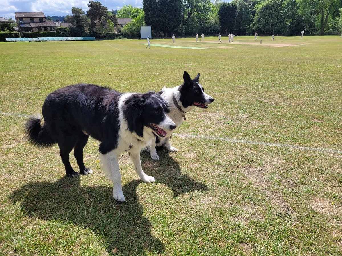 Todays #dogsatcricket comes from a windy Hathersage where my bro Bairstow has actually behaved himself 🖤🐾🤍