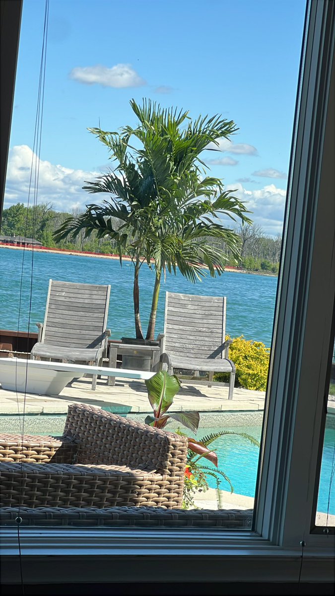 Palm trees are game changers for your backyard no matter where you are.
