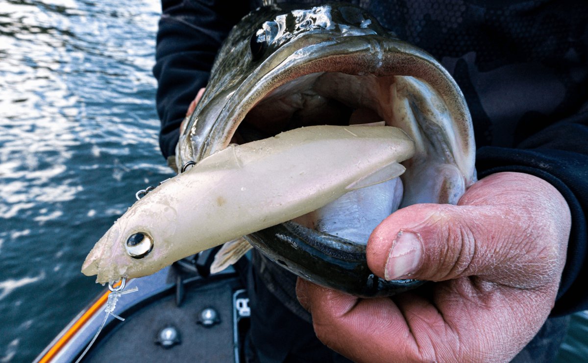 outdoorsmencom's tweet photo. Post-spawn shad eaters make for fun days on the water!🎣
-
-
#bassfishing #fishing #largemouthbass #shadspawn #postspawn #angler https://t.co/28Q6gNe1EW