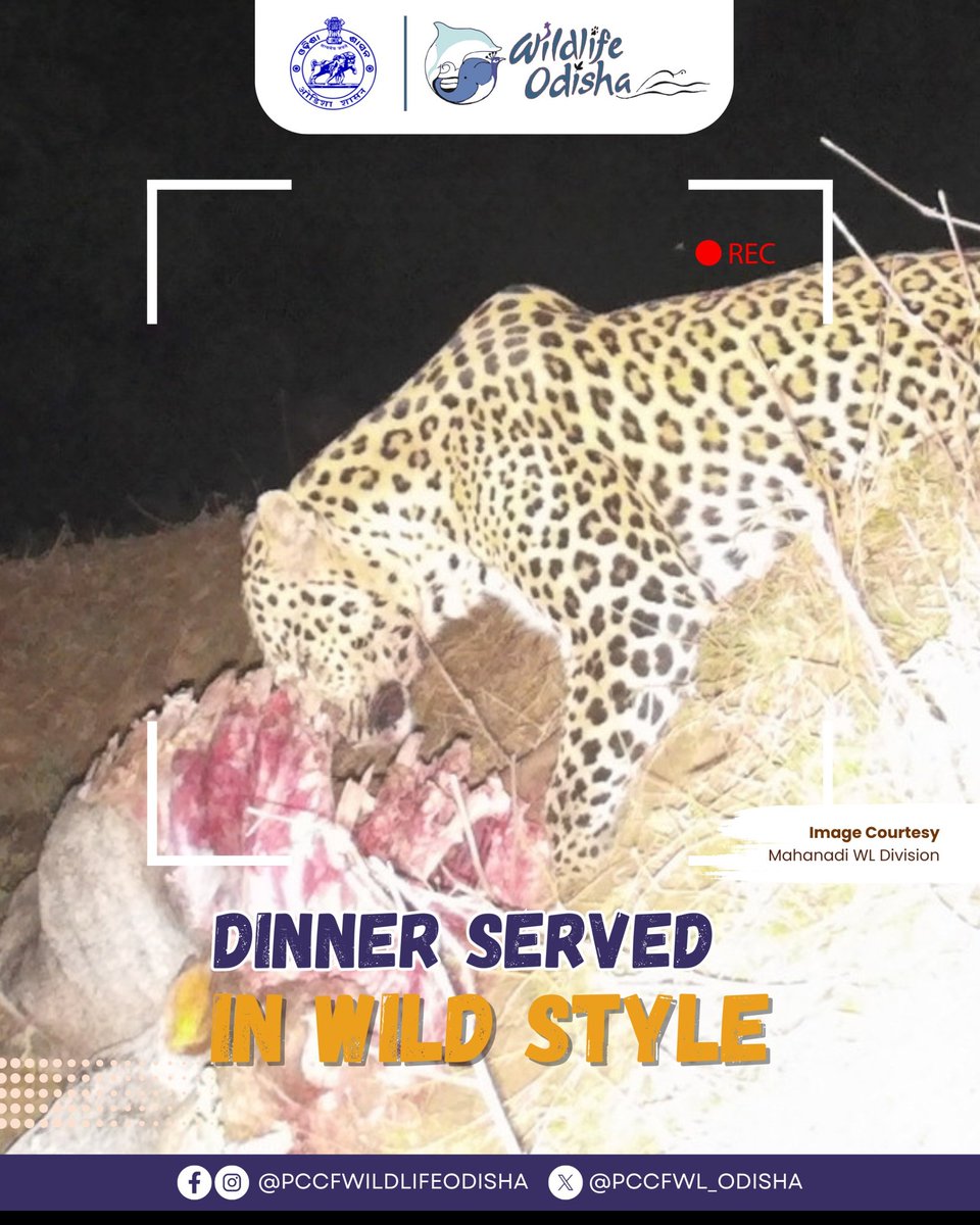 PCCF WL & CWLW, Odisha (@pccfwl_odisha) on Twitter photo Dinner is served тАФ wild, raw, and under the stars!
<a href="/ForestDeptt/">Odisha Forest, Env. and Climate Change Department</a>
#LeopardSighting #JungleNights #CameraTrapChronicles #PredatorInAction #OdishaWildlife Dinner is served тАФ wild, raw, and under the stars!
<a href="/ForestDeptt/">Odisha Forest, Env. and Climate Change Department</a>
#LeopardSighting #JungleNights #CameraTrapChronicles #PredatorInAction #OdishaWildlife
