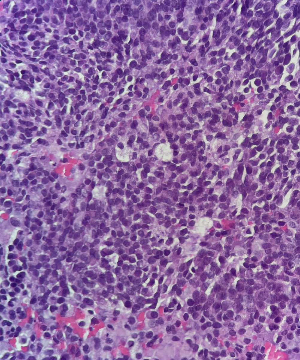 Bruno Sedassari, DMD, PhD tweet media