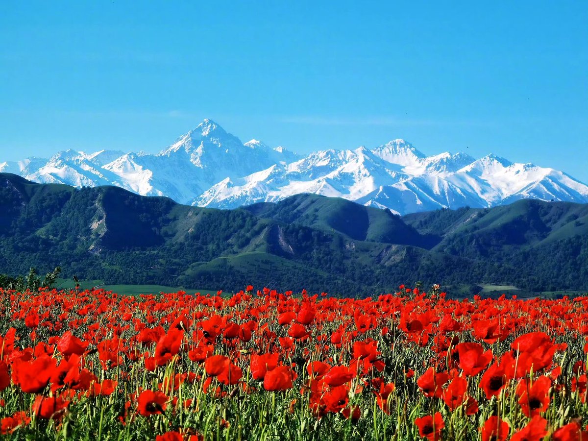 ＃大美中国 新疆伊犁河谷是天山红花的主要原产地，进入五月，天山红花会在河谷内的霍城、伊宁、新源、尼勒克等县次第开放。