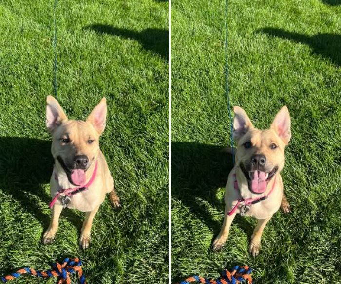 Small and friendly female pup found on Achill Ct.  She is being cared for at Sagamore Hills Pet Hospital until owners are located.  Call dispatch if you know where she belongs.
330.468.0900  via Sagamore Hills Police Department