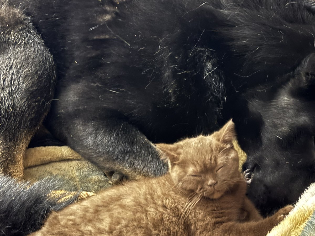 OddsMaker2K's tweet image. Eros found his big friend (forgive Bear for just going out in the mud, he’s laying on a blanket I’m going to wash he’s good boy too)