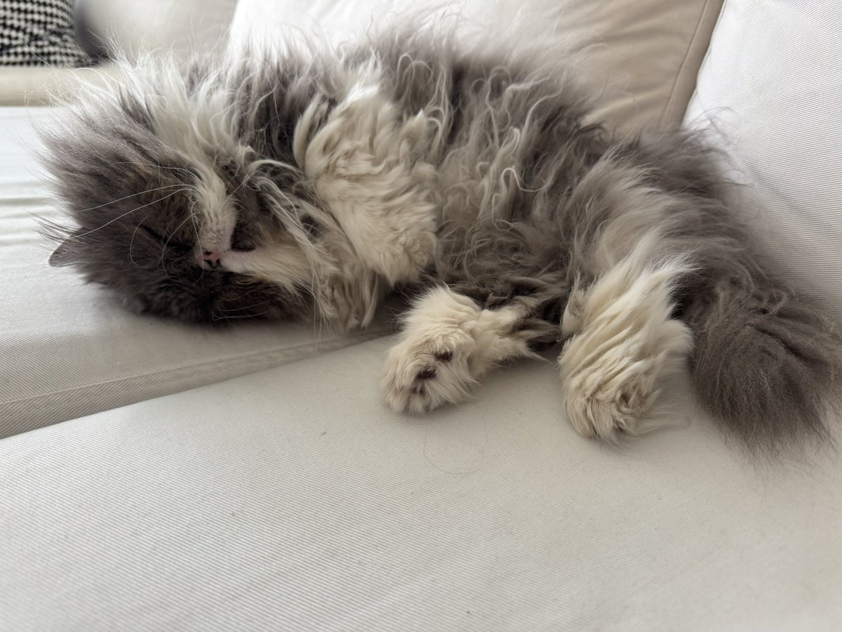 Tamos destruidos amikos! Anoche fue la fiesta de los 50 años del apá con sus amikos i la familia. Toy camsado pero la fiesta me qedó divina! Todos estuvieron mui comtentos